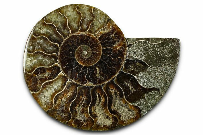 Cut & Polished Ammonite Fossil (Half) - Madagascar #377622